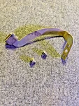 1957 Chevy Glove Box Door Support Arm With Rubber Stop & Screws Gm Oem. Fixed Price $12.00.